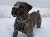 Cane Corso Hund