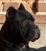 Cane Corso Hund