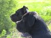 Cane Corso Hund