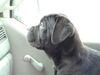 Cane Corso Hund