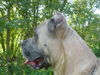 Cane Corso Hund