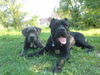 Cane Corso Hund