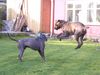 Cane Corso Hund