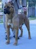 Cane Corso Hund