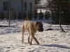 Cane Corso Hund