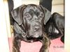 Cane Corso Hund