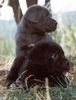 Cane Corso Hund