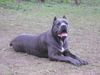 Cane Corso Hund