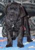 Cane Corso Hund