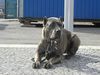 Cane Corso Hund