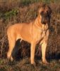 Cane Corso Hund