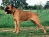 Cane Corso Hund