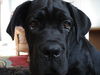 Cane Corso Hund