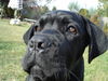 Cane Corso Hund