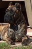 Cane Corso Hund