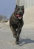 Cane Corso Hund