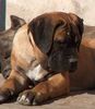 Cane Corso Hund