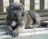 Cane Corso Hund