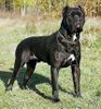 Cane Corso Hund