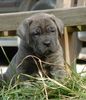 Cane Corso Hund