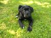 Cane Corso Hund