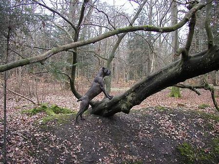 Cane Corso raisa z mazurskiego edenu, most winning female in Denmark