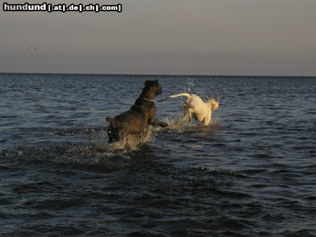 Cane Corso Raisa z Mazuerskiego Edenu (Stasia) in the evening sun