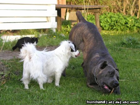 Cane Corso Raisa z Mazurskiege Edenu and Rocky