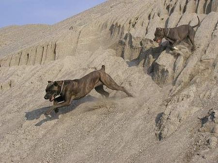 Cane Corso raisa z mazurskiego edenu, most winning female in Denmark