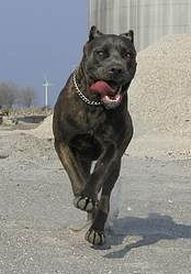 Cane Corso raisa z mazurskiego edenu, most winning female in Denmark