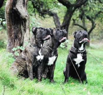 Cane Corso Porta dell' Inferno