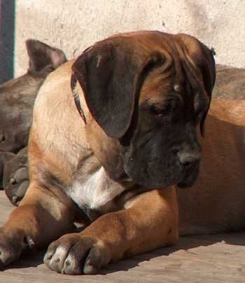 Cane Corso Porta dell' Inferno