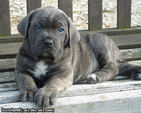 Cane Corso Vaya