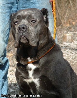 Cane Corso Veloce