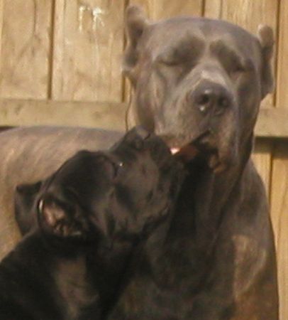 Cane Corso Brutus and Raisa z mazurskiego edenu,