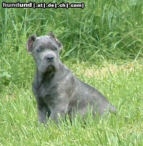 Cane Corso Victor