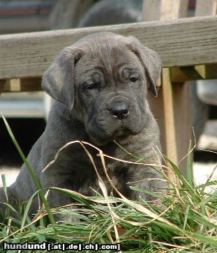 Cane Corso Massimo