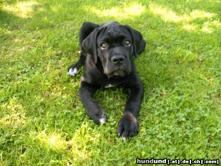 Cane Corso Duke