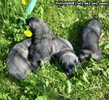 Cao da Serra da Estrela Puppies 3 woche alt