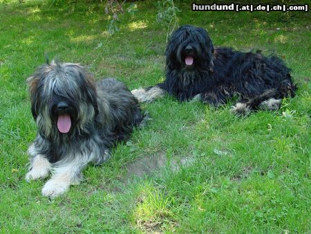 Cao da Serra de Aires Barishnya´s Abanya & Carmelita