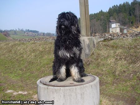 Cao da Serra de Aires Basco