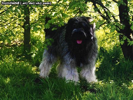 Cao da Serra de Aires Multichampion Jaqueta da Quinta d ´Abroeira