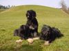 Cao da Serra de Aires Hund