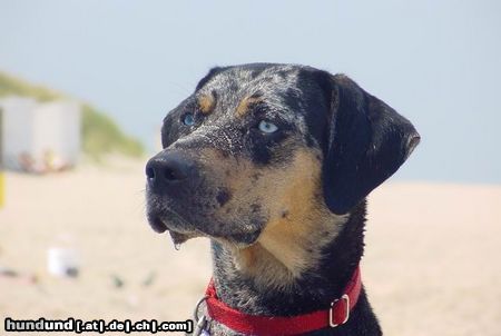 Catahoula Leopard Dog Twister am Meer 2003