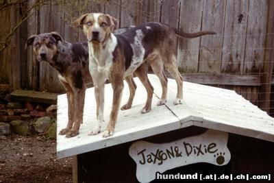 Catahoula Leopard Dog