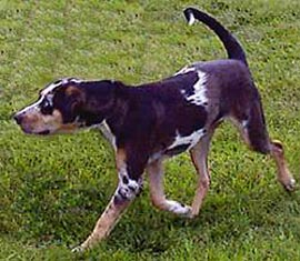 Catahoula Leopard Dog