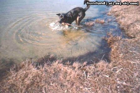 Catahoula Leopard Dog