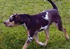 Catahoula Leopard Dog Hund