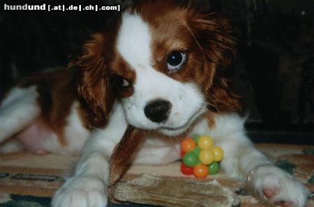 Cavalier King Charles Spaniel Mein Liebling Toni