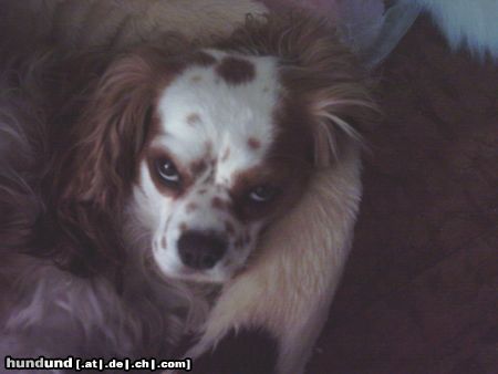 Cavalier King Charles Spaniel NOCH ein Foto???